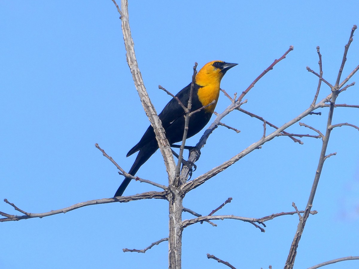 Yellow-headed Blackbird - ML569437651