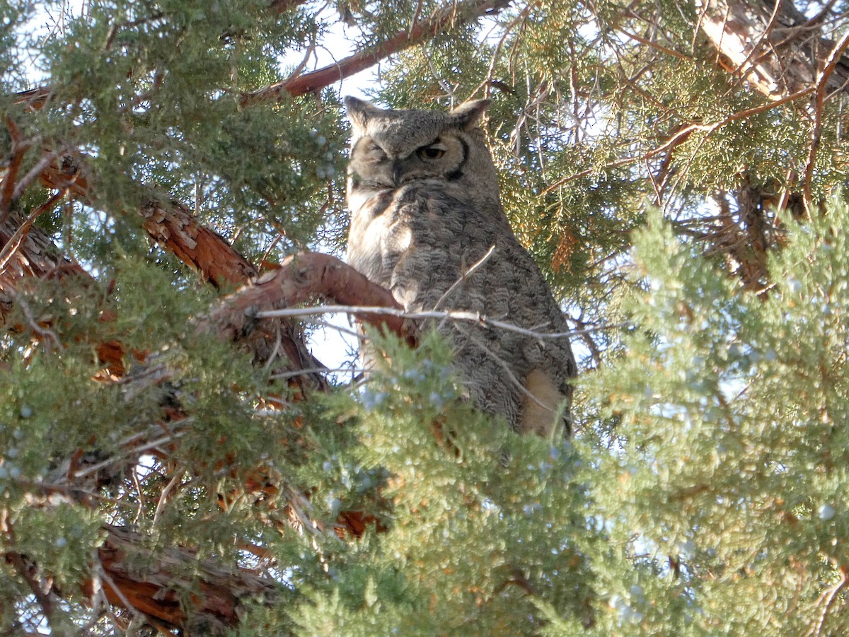 Great Horned Owl - ML569439361