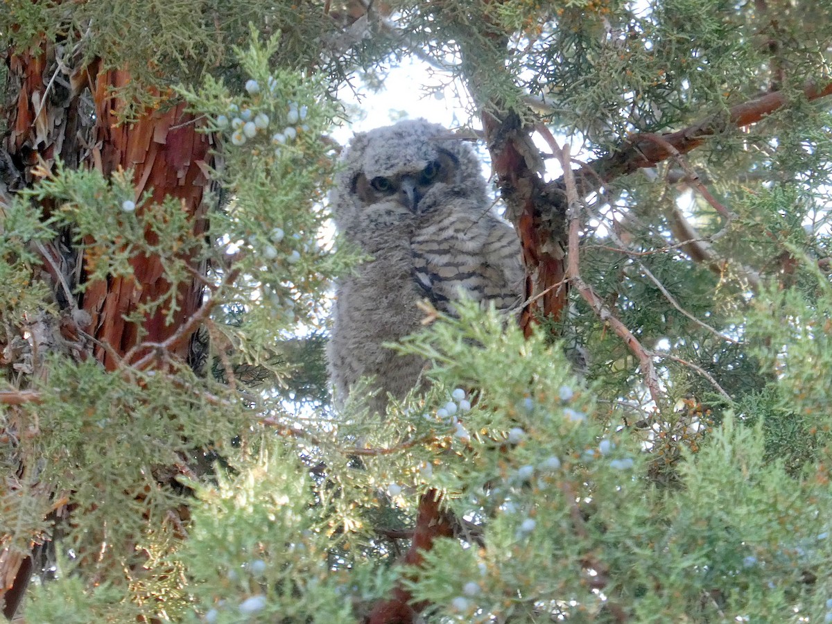 Great Horned Owl - ML569439371