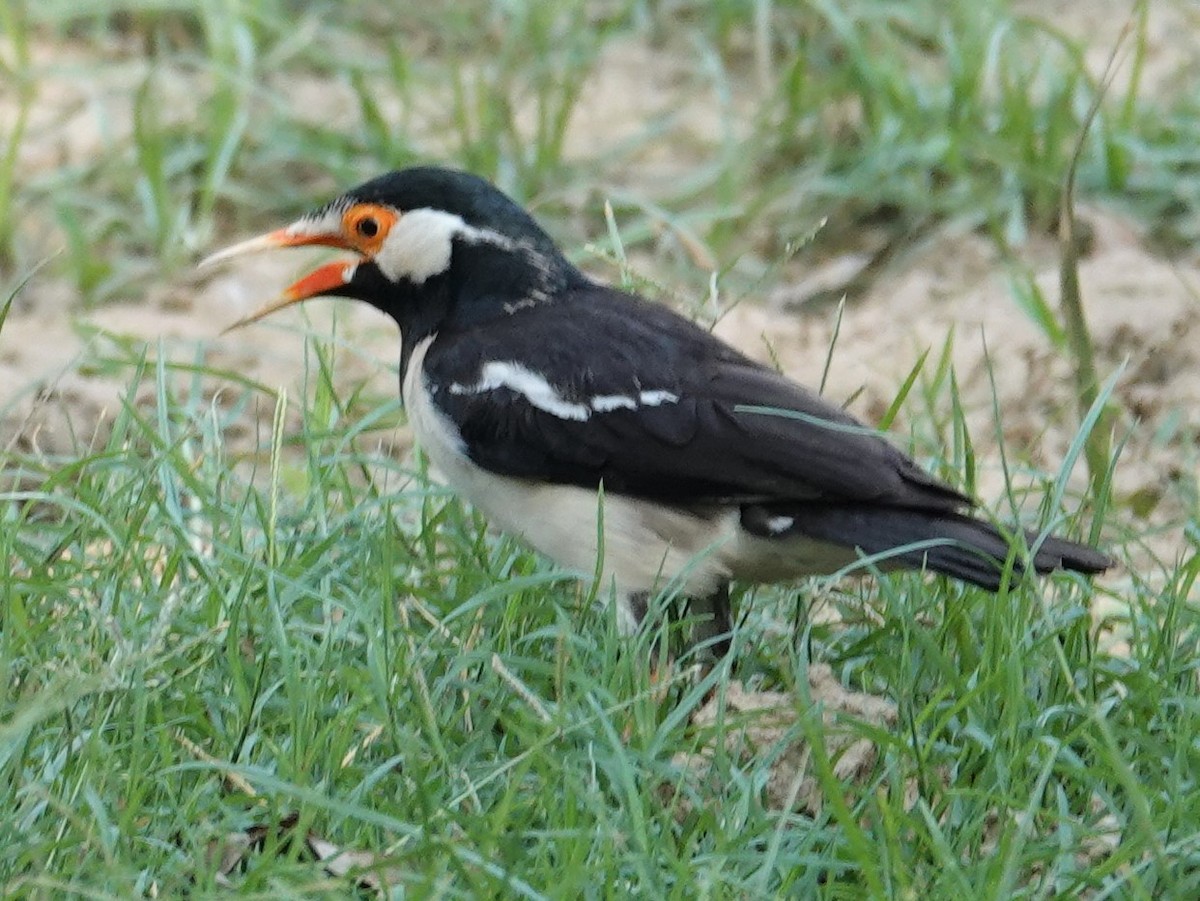 Indian Pied Starling - ML569441671