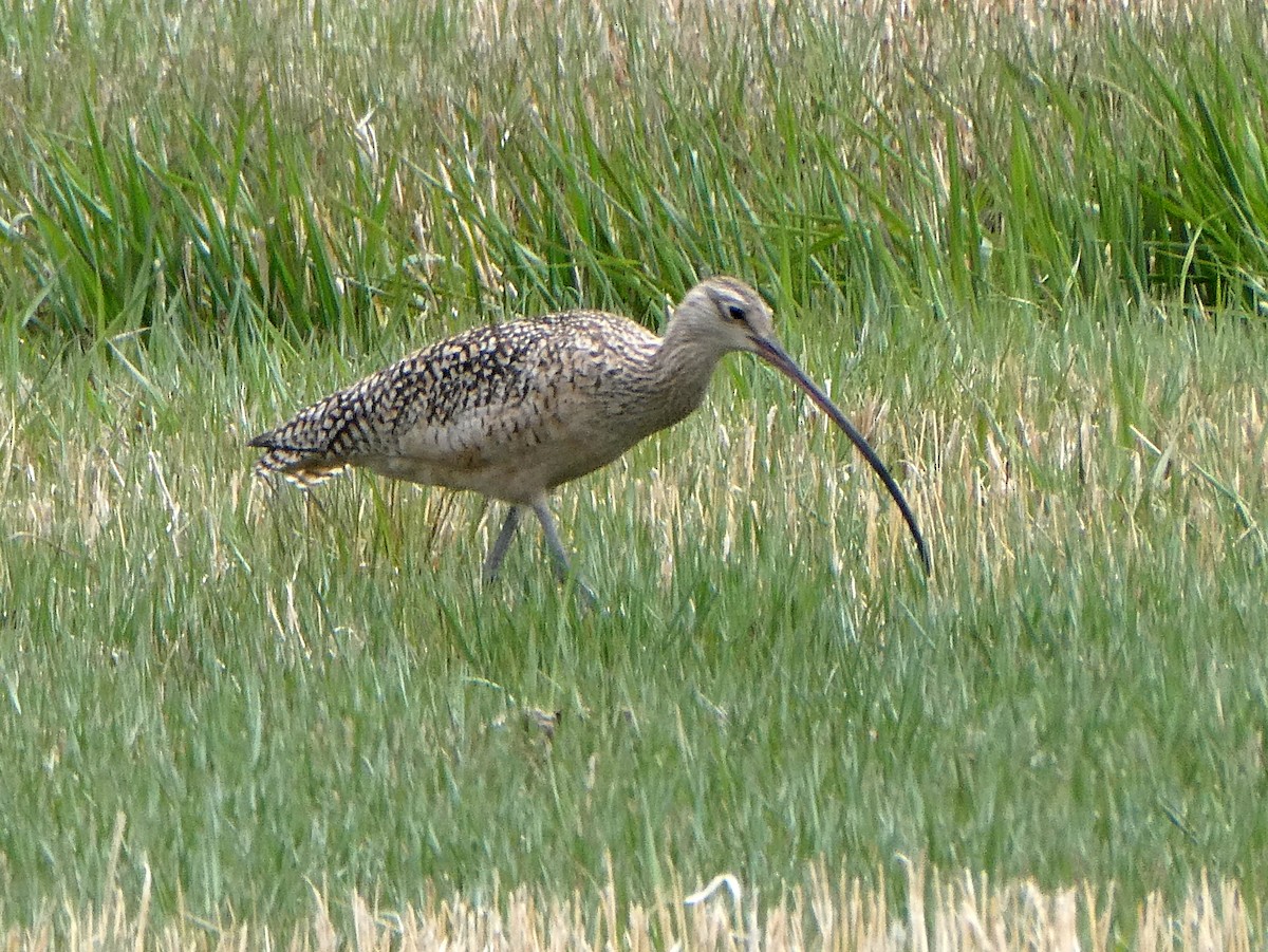 Long-billed Curlew - ML569441731