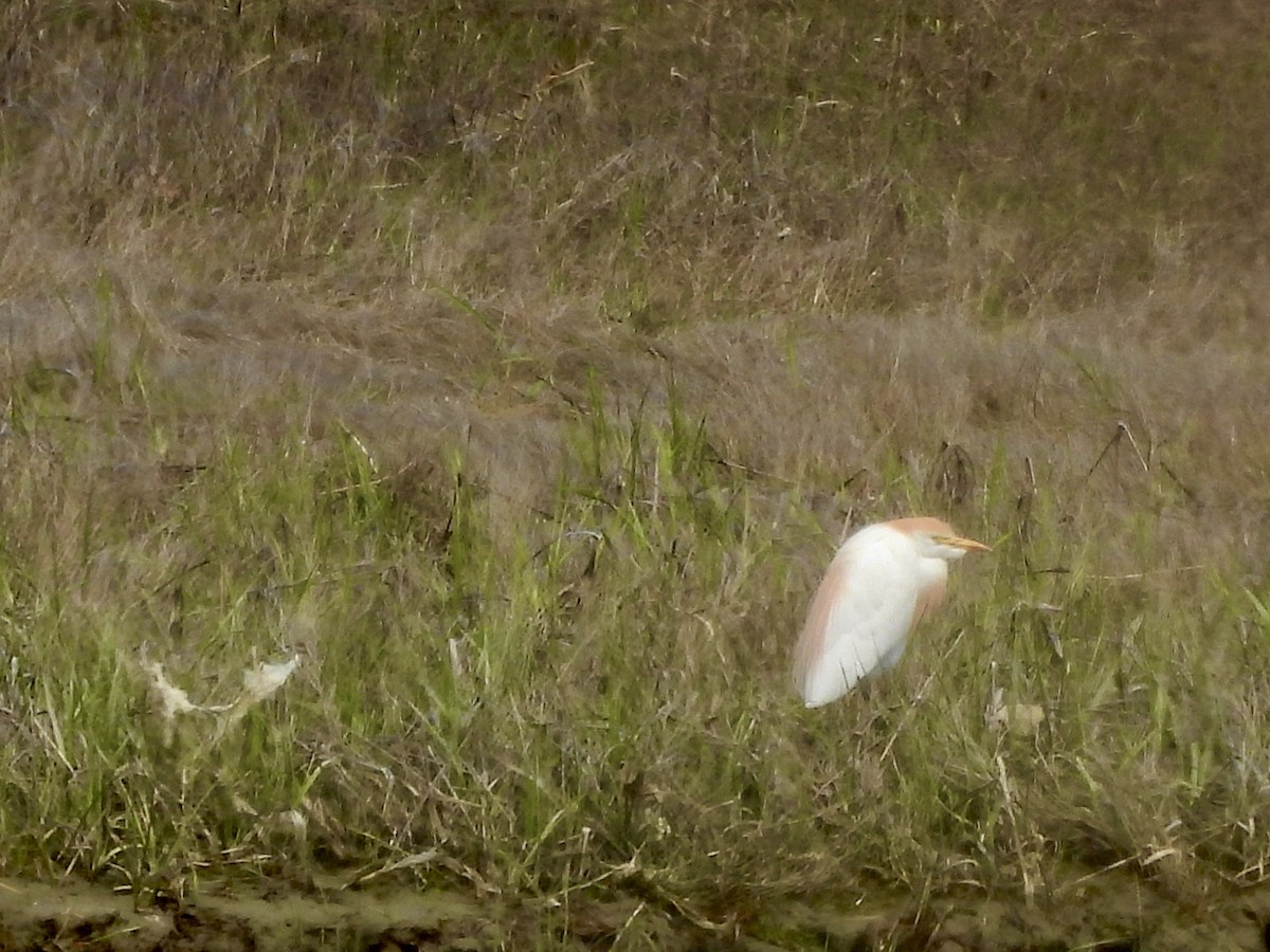 Ebird Checklist May Fort Hill Eastham Species