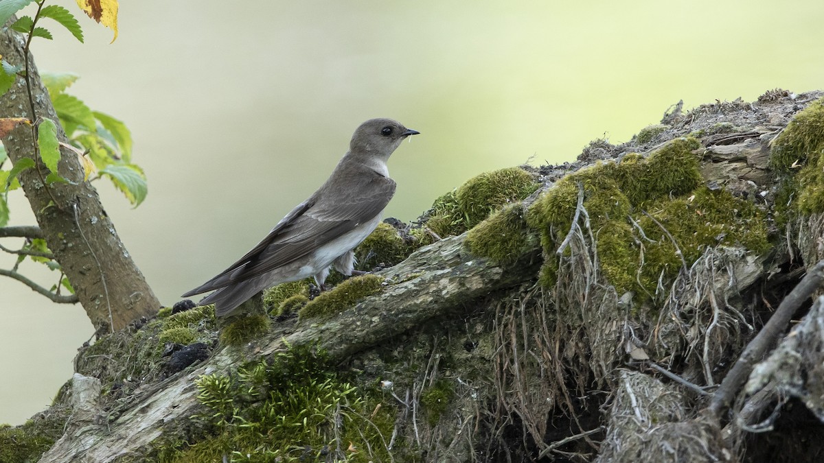 Northern Rough-winged Swallow - John Troth