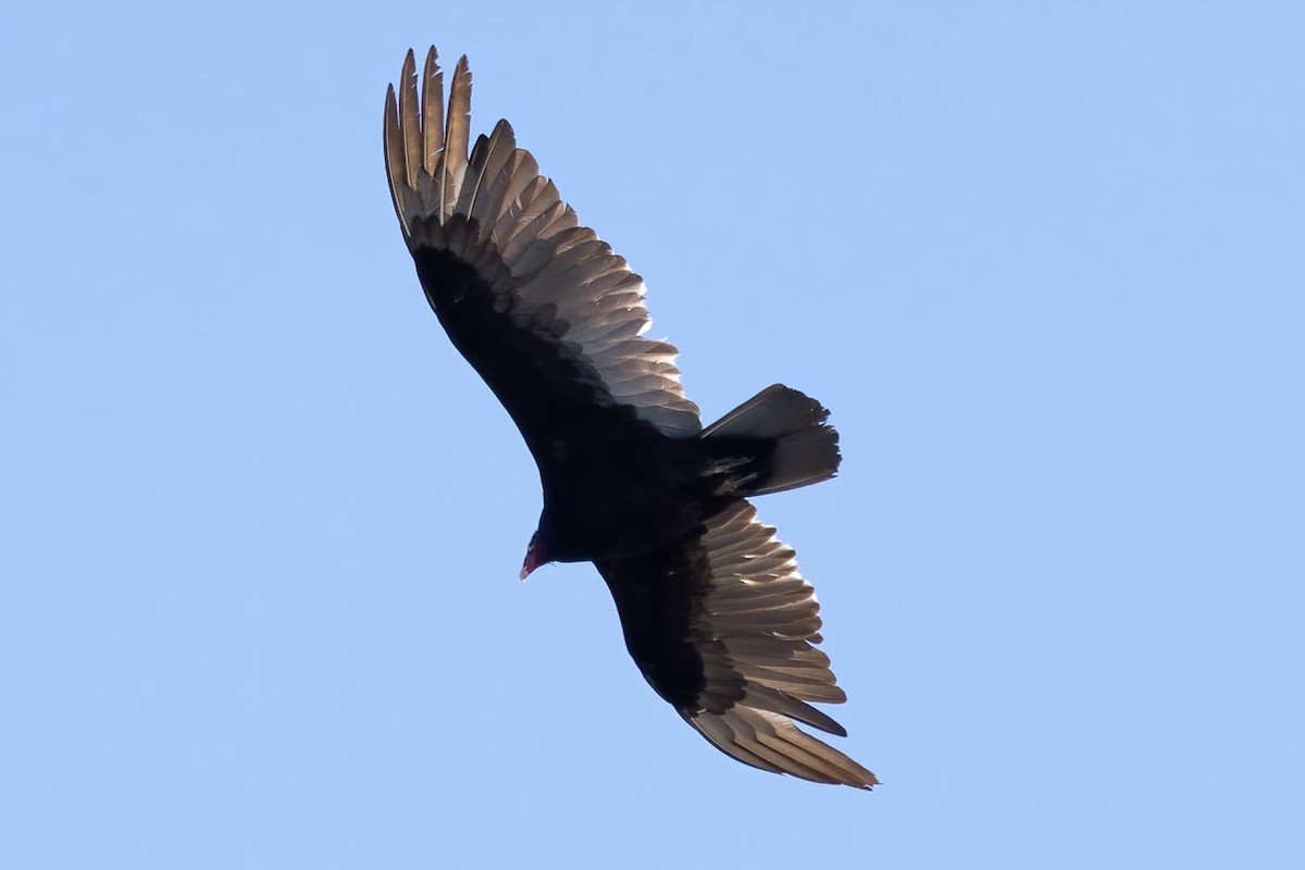 Turkey Vulture - ML569448511