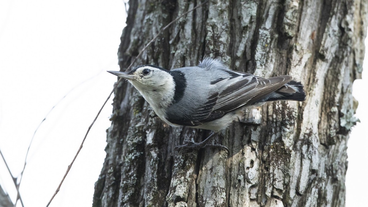 White-breasted Nuthatch - John Troth