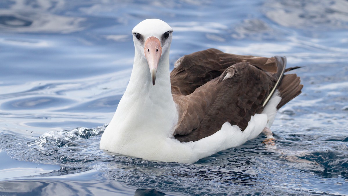Laysan Albatross - Sasha Cahill
