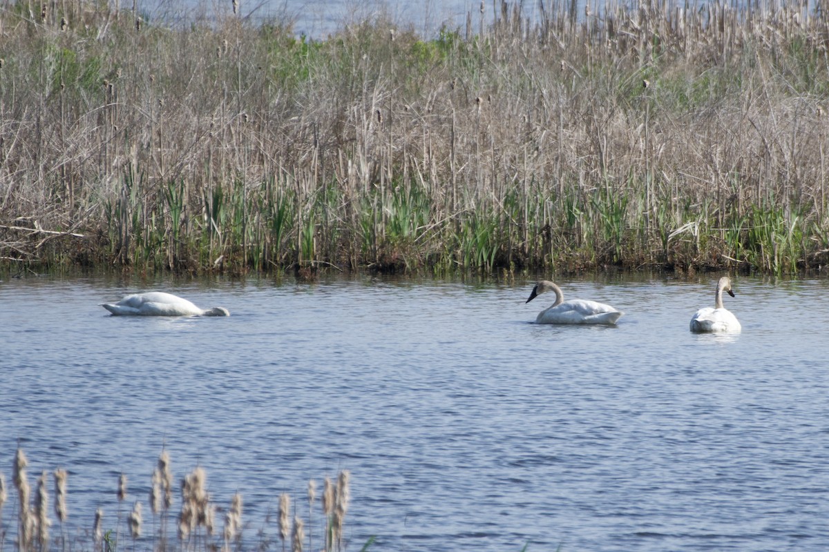 Trumpeter Swan - ML569451811