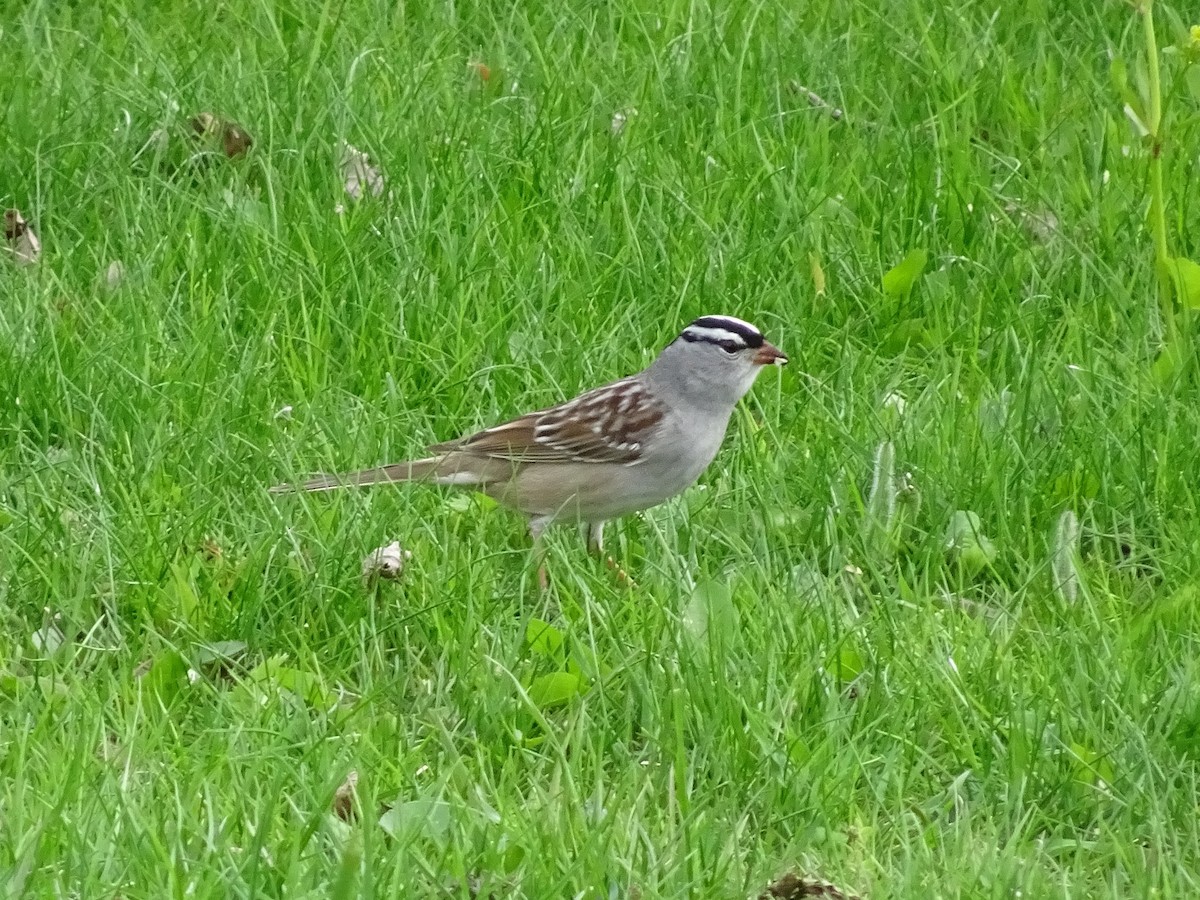 White-crowned Sparrow - ML569456321