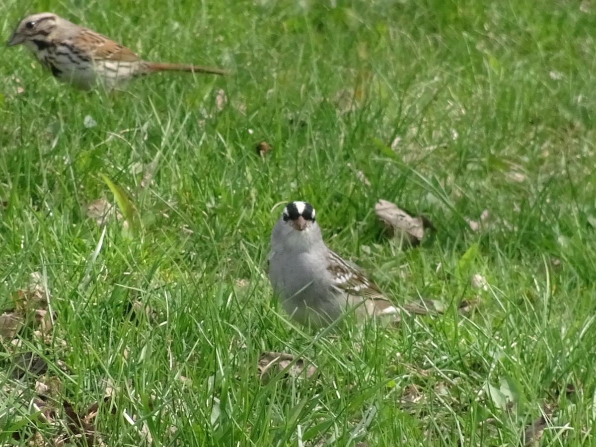 White-crowned Sparrow - ML569456531