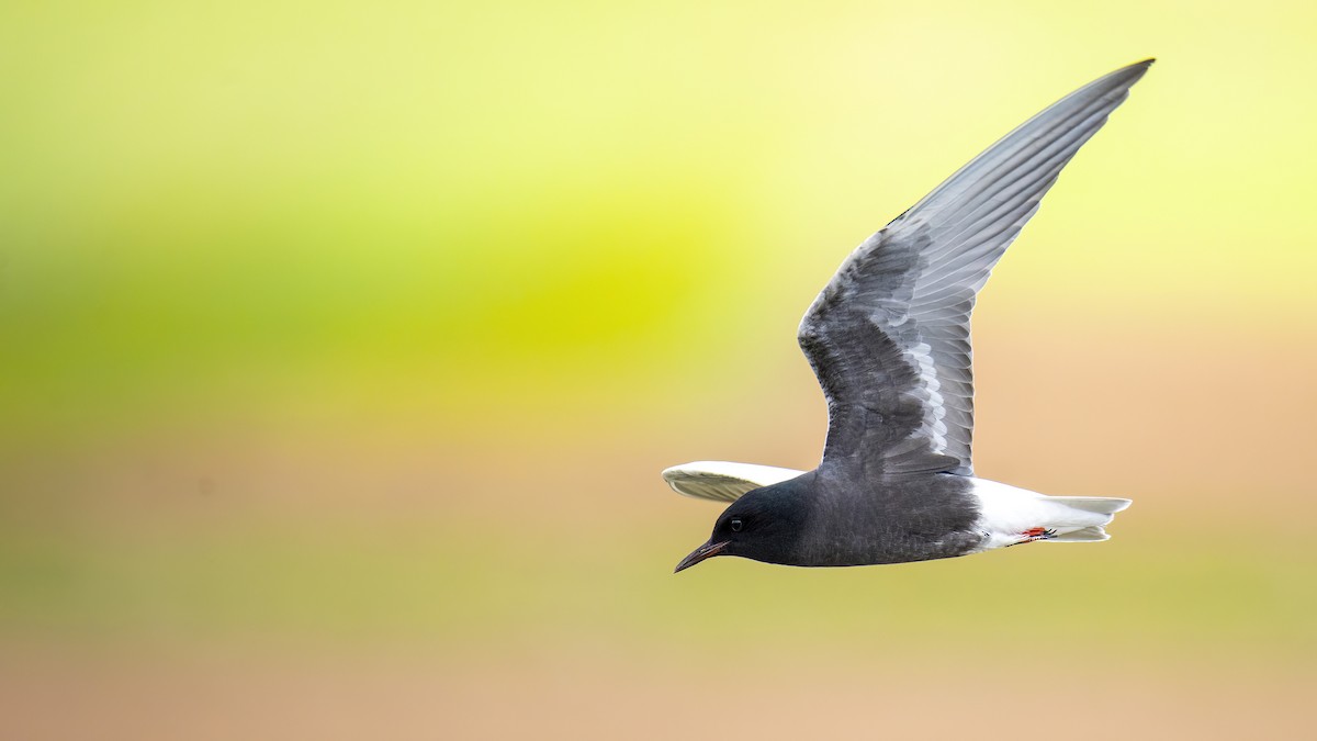 White-winged Tern - ML569456591