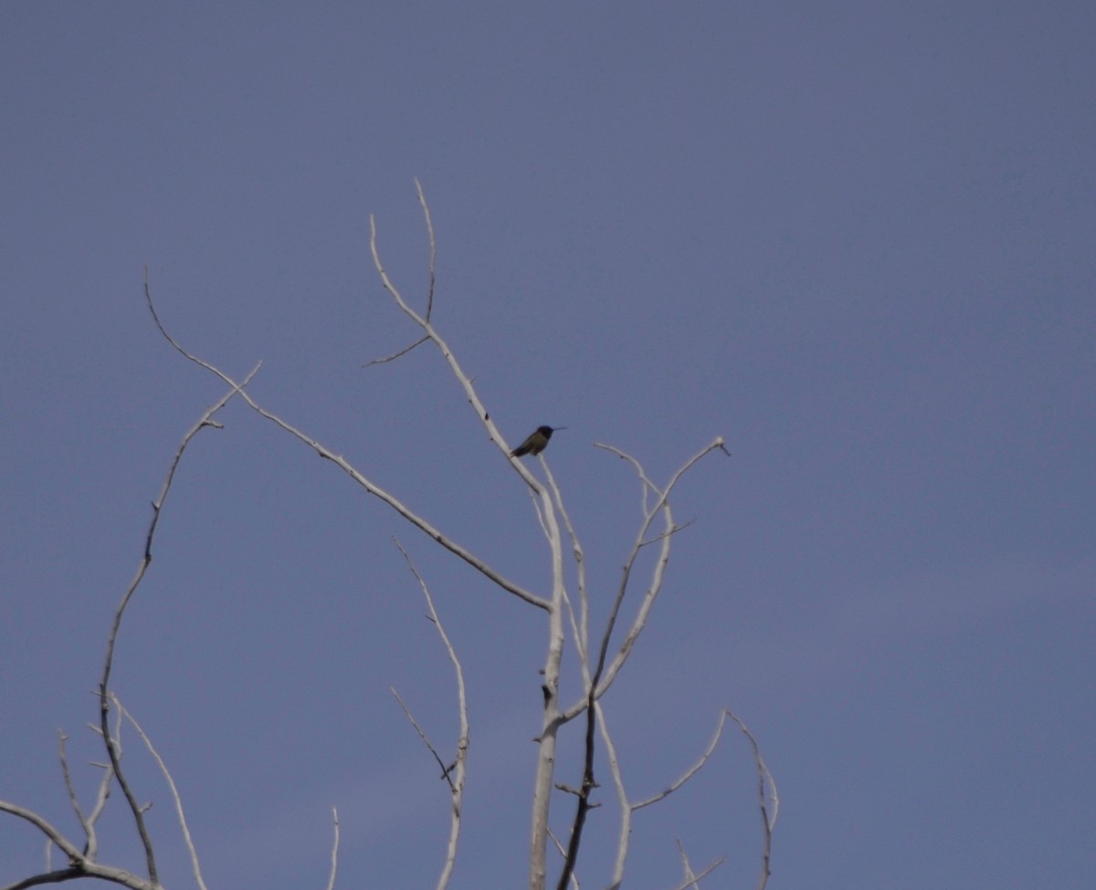Black-chinned Hummingbird - ML569457461