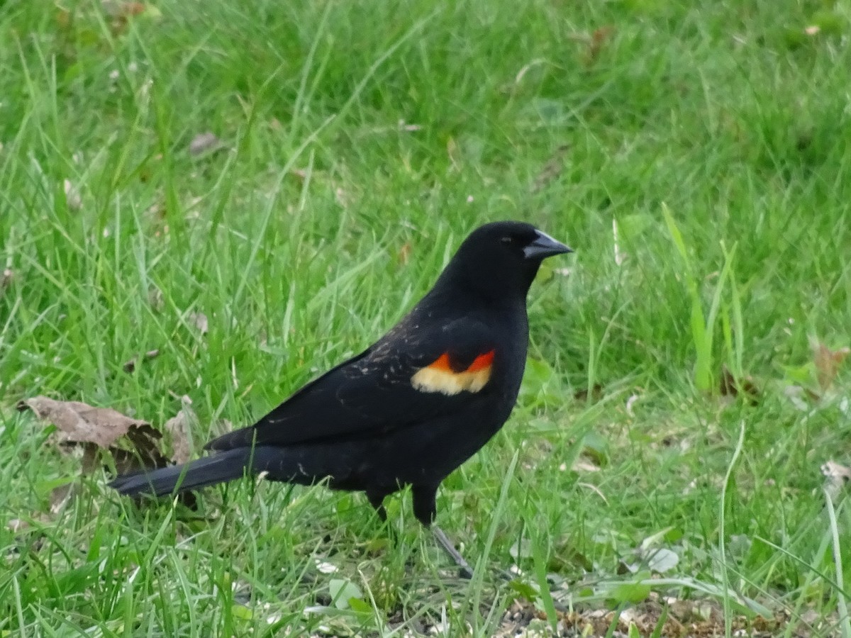 Red-winged Blackbird - ML569459991