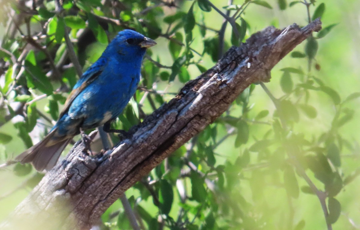 eBird Checklist - 9 May 2023 - Florida Wash at Madera Canyon Rd - 32 ...