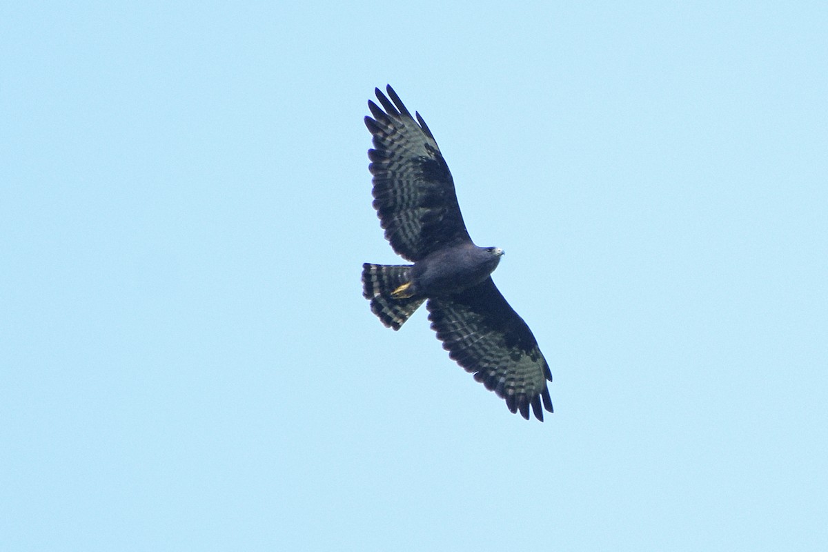 Short-tailed Hawk - ML569461791