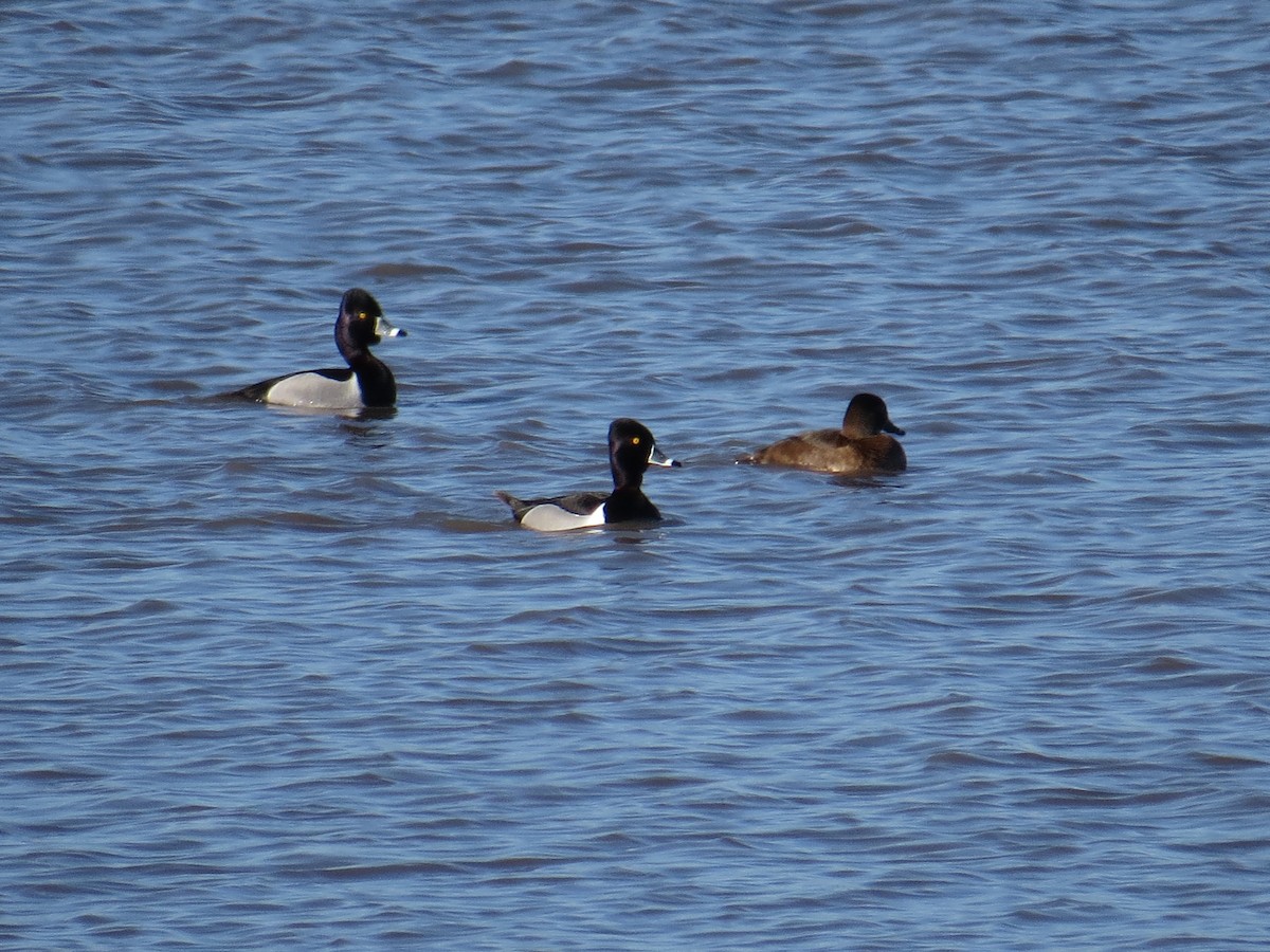 Ring-necked Duck - ML56946691