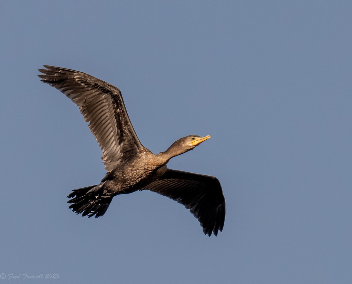 Neotropic Cormorant - Fred Forssell
