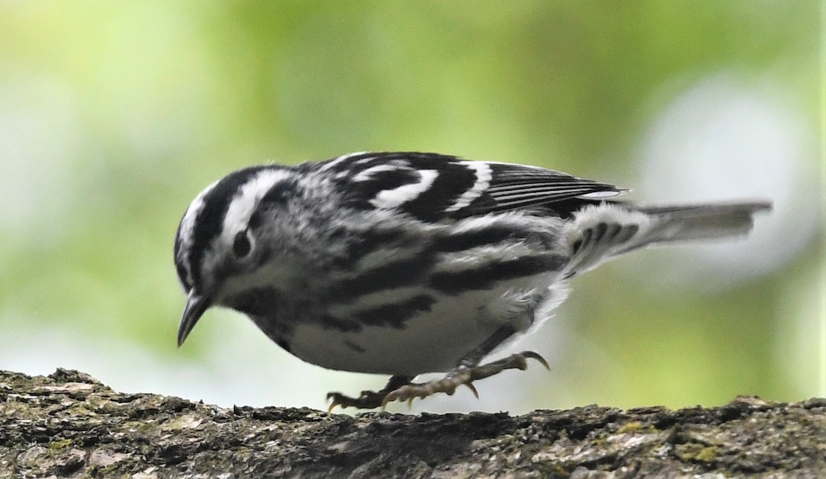 Black-and-white Warbler - ML569470371