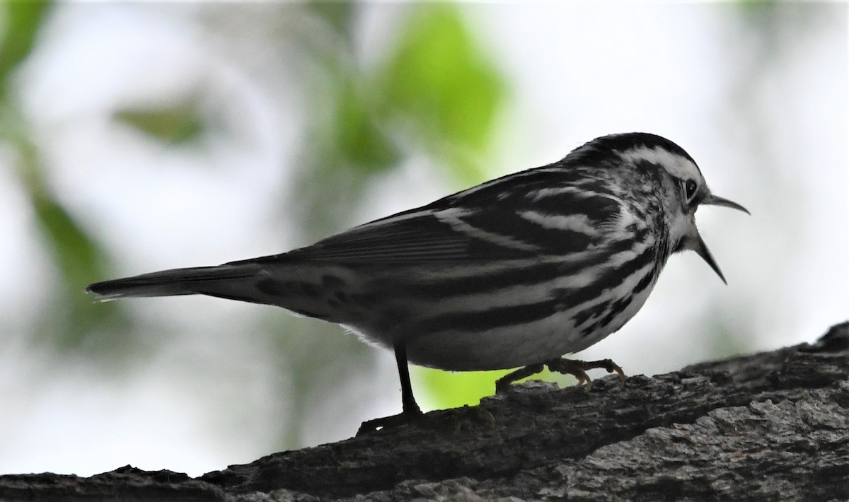 Black-and-white Warbler - ML569472701
