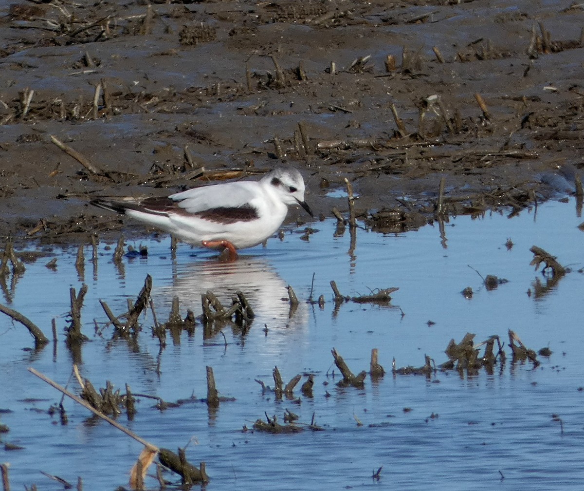 eBird Checklist 9 May 2023 BaieduFebvre (station d'épuration