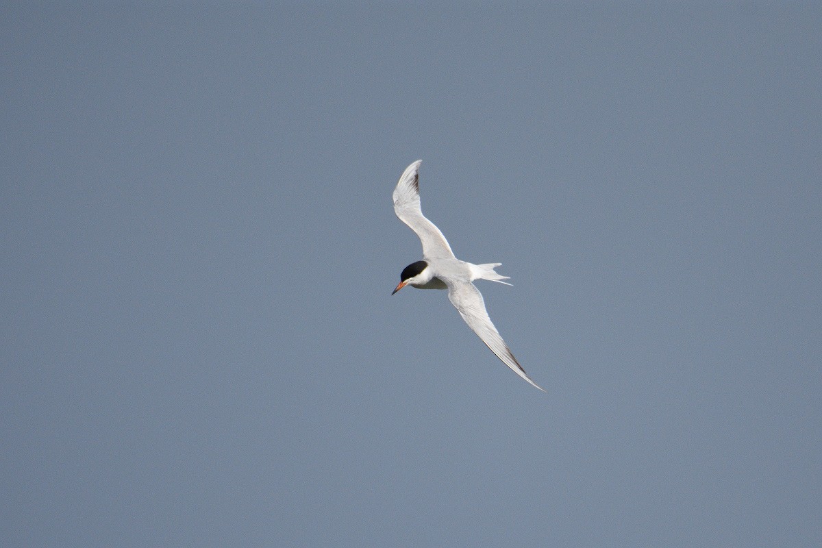 Common Tern - Vern Wilkins 🦉