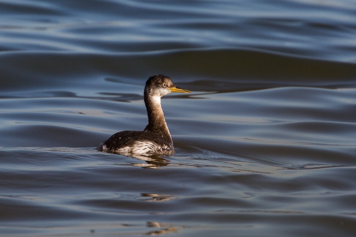 Red-necked Grebe - ML569481031