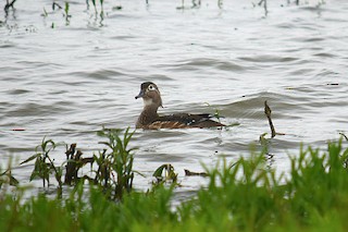 Wood Duck, ML56948251