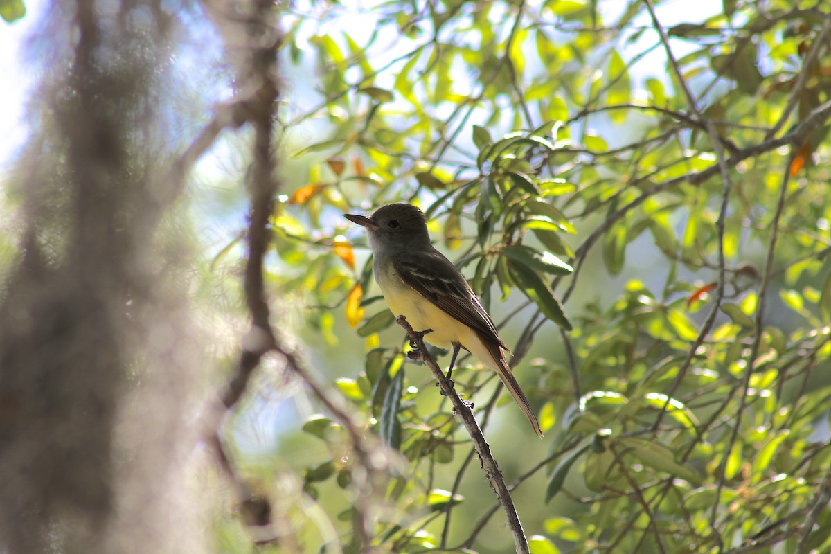 Great Crested Flycatcher - Alison Hiers