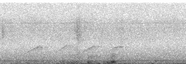 Понпейская миагра - ML5695