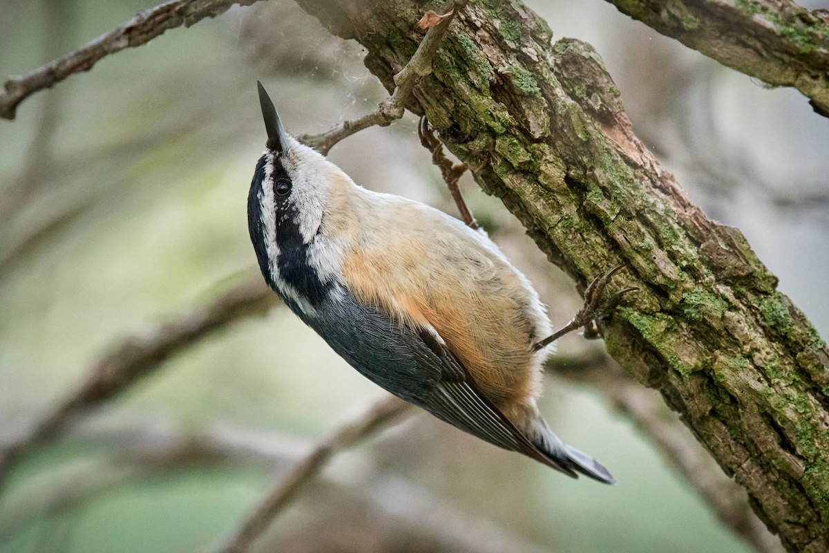 Red-breasted Nuthatch - ML569504371