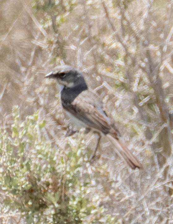 Bell's Sparrow (canescens) - ML569508761