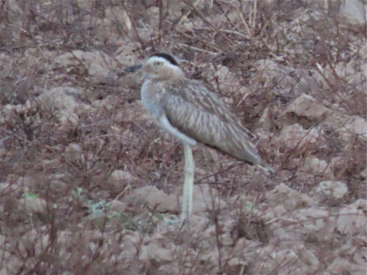 Double-striped Thick-knee - ML569511211