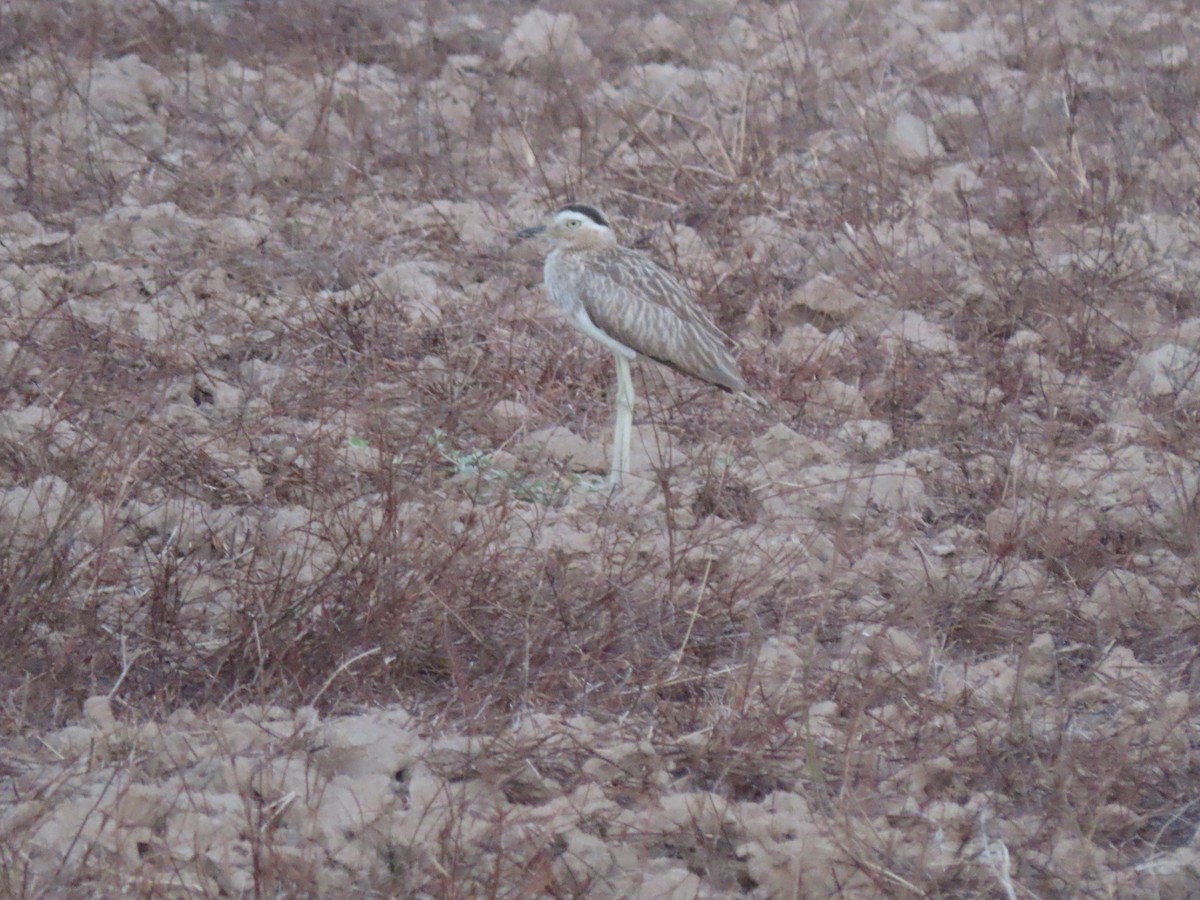 Double-striped Thick-knee - ML569511381