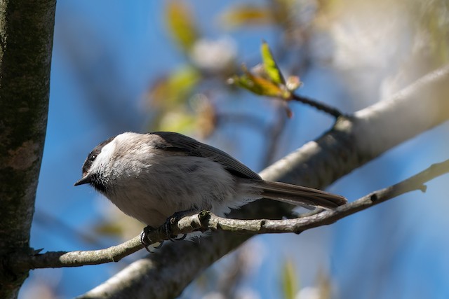 ハシブトガラ／コガラ - eBird