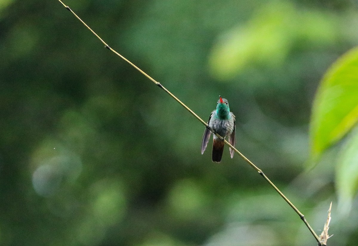 Rufous-tailed Hummingbird - ML569515821