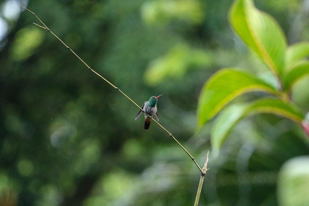 Rufous-tailed Hummingbird - ML569515831