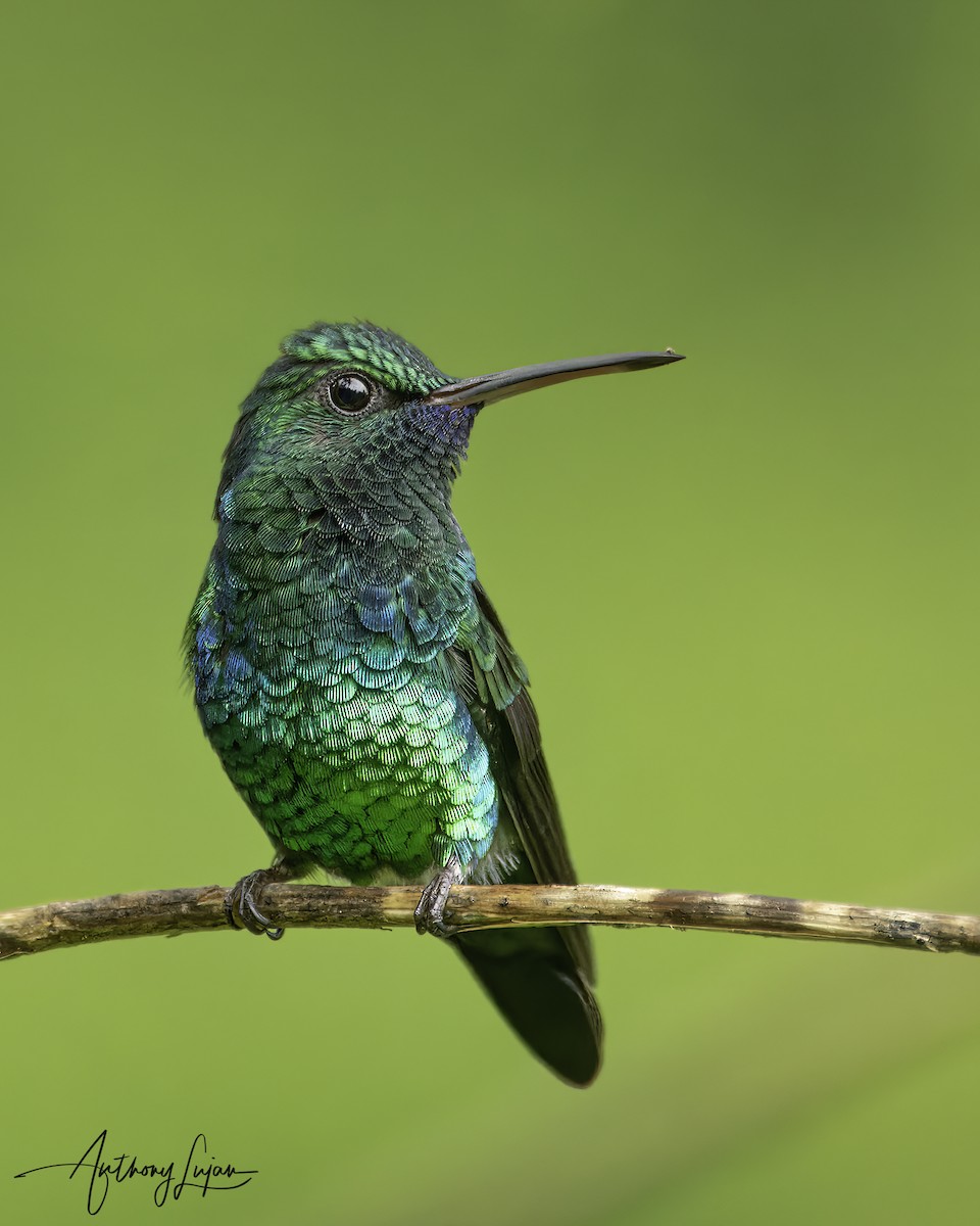 Blue-chinned Sapphire - Anthony Lujan