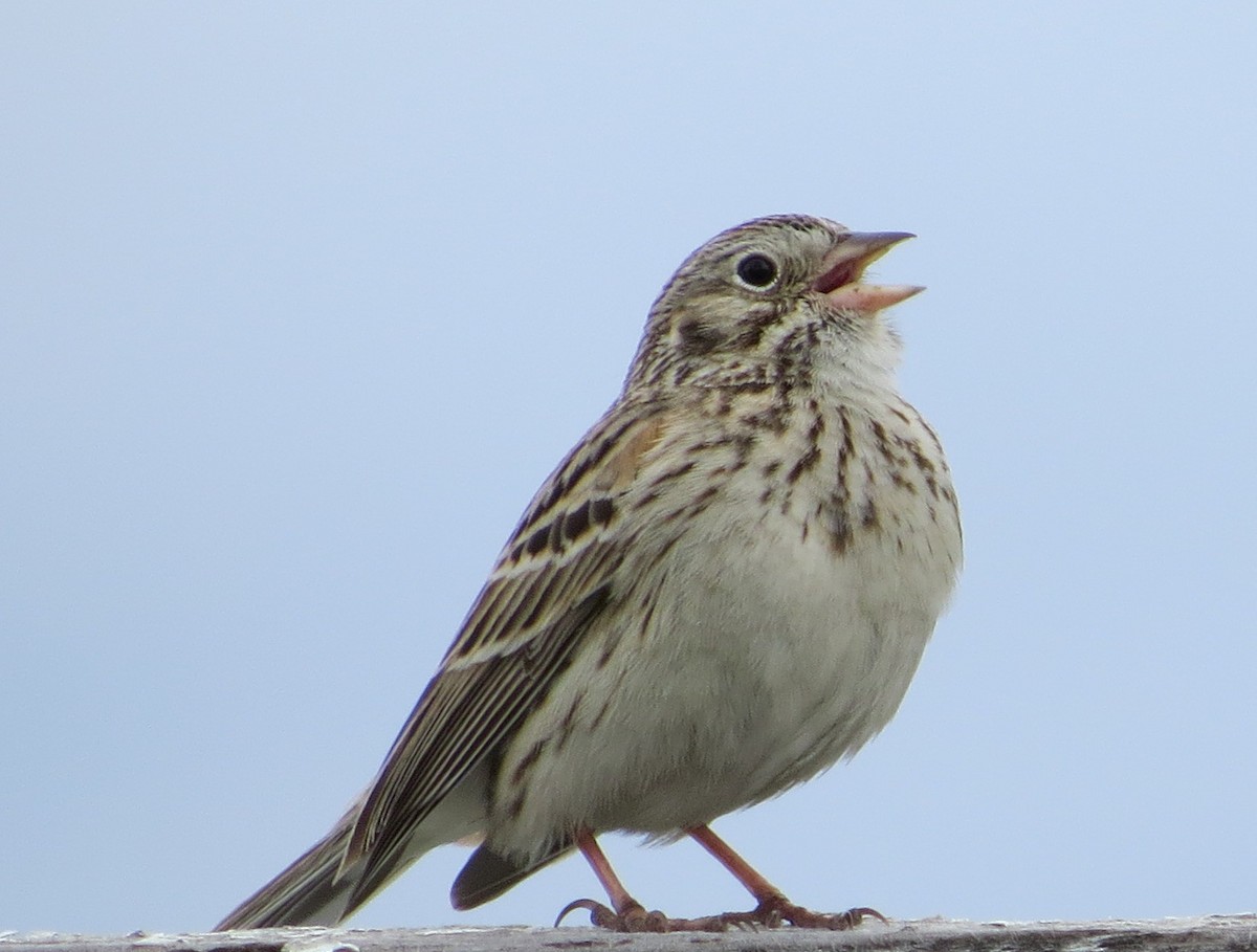 Vesper Sparrow - ML56951761
