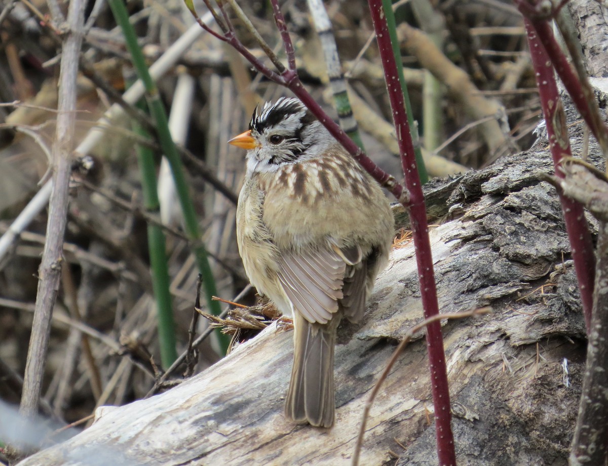 White-crowned Sparrow - ML56951771