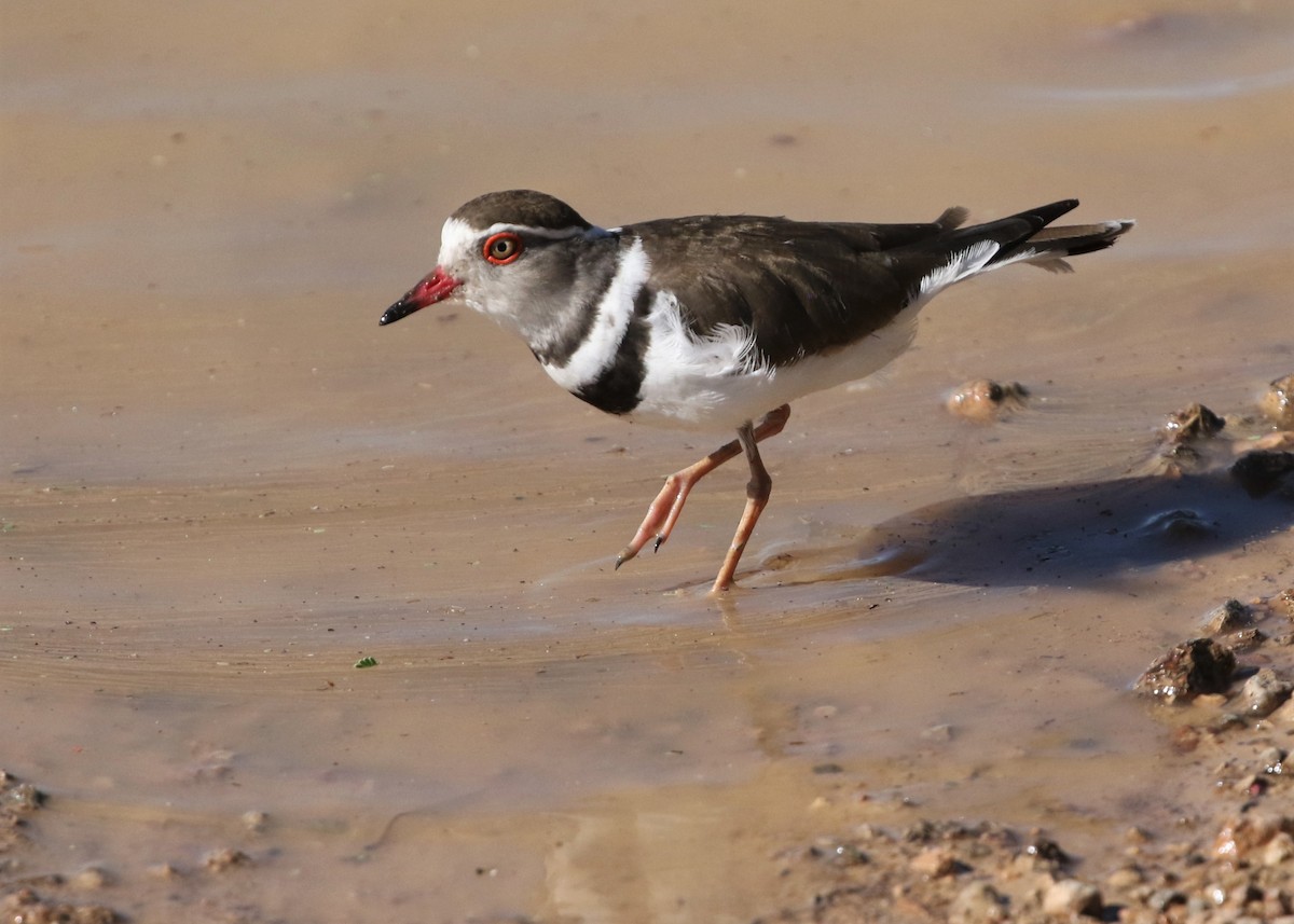 Three-banded Plover - ML569519271