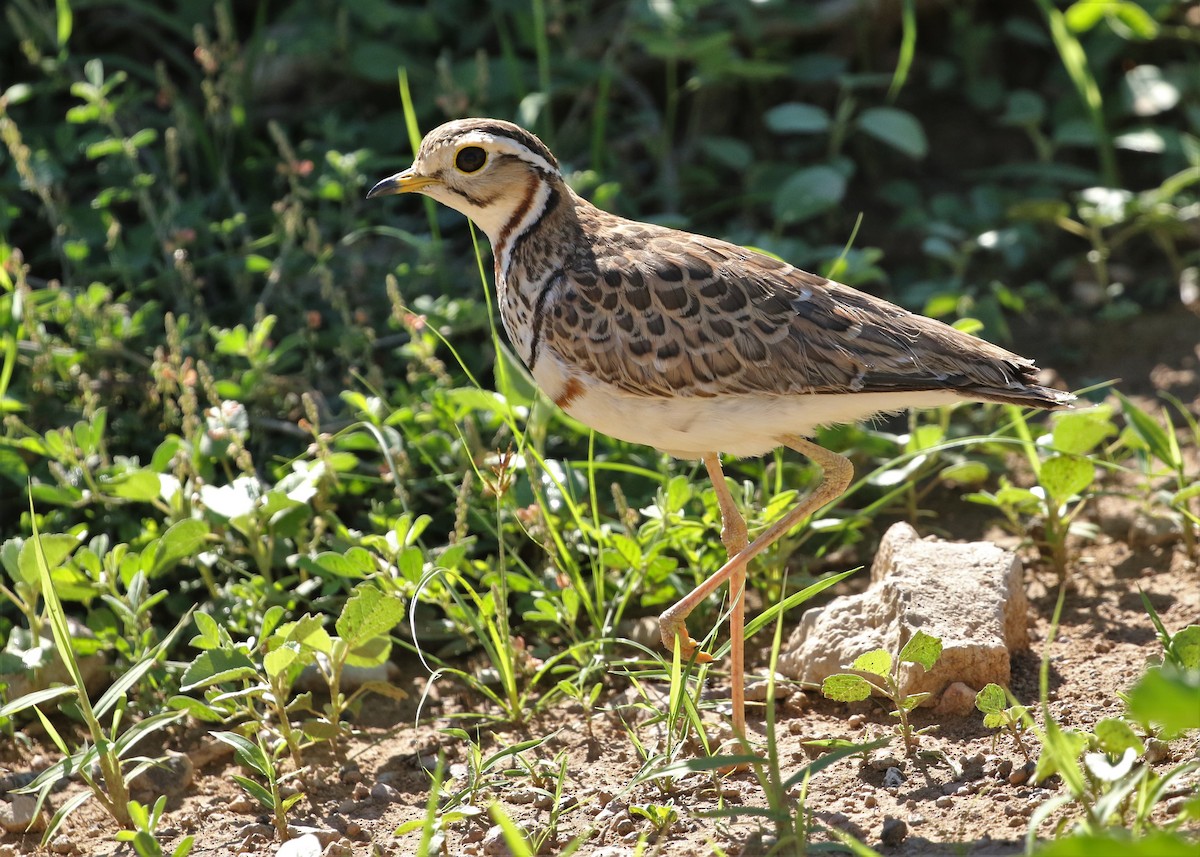 Three-banded Courser - ML569519921