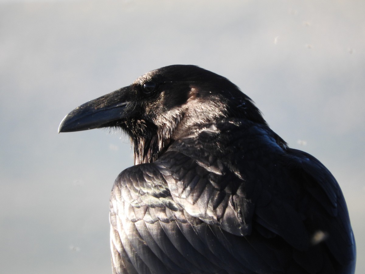 Common Raven - Connie Misket