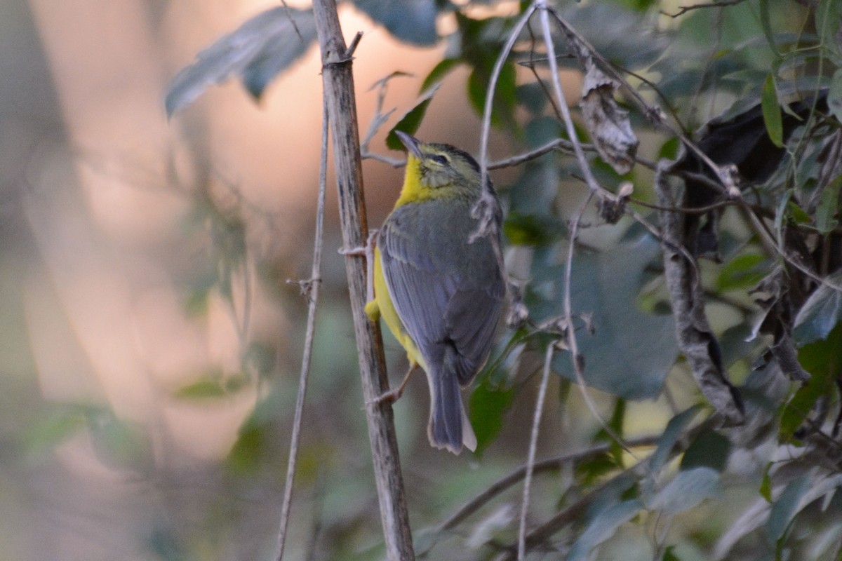 Golden-crowned Warbler - ML56952781