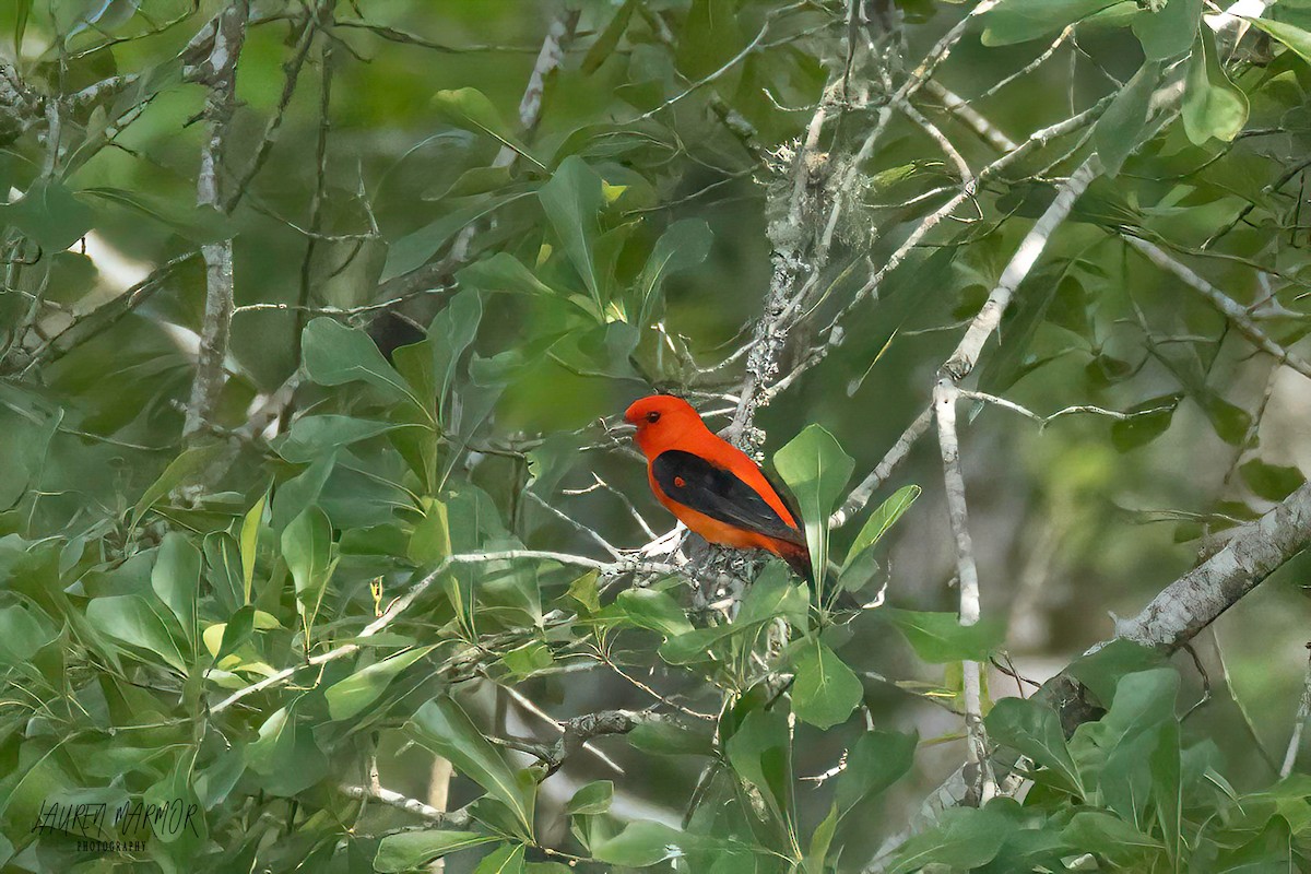 Scarlet Tanager - ML569528071