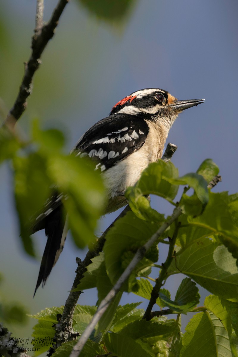 Downy Woodpecker - ML569528201