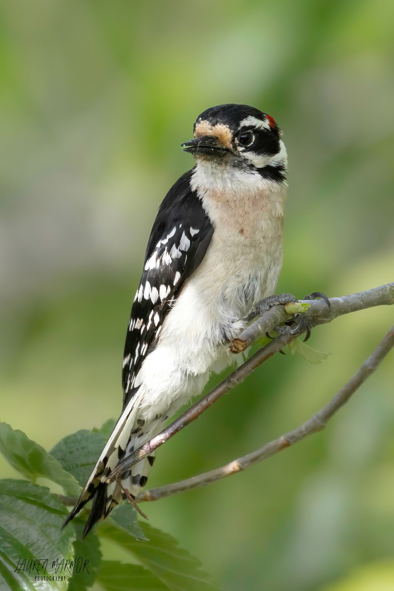 Downy Woodpecker - ML569528631