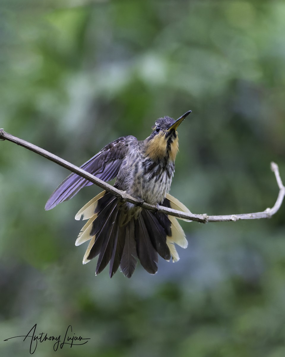 kolibřík pilozobý - ML569530851