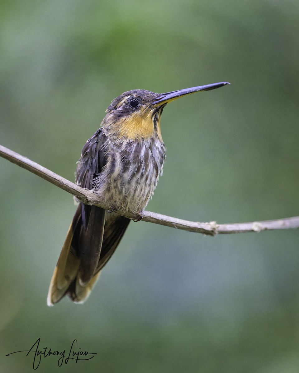 kolibřík pilozobý - ML569530871