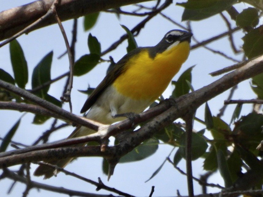 Yellow-breasted Chat - ML569535291