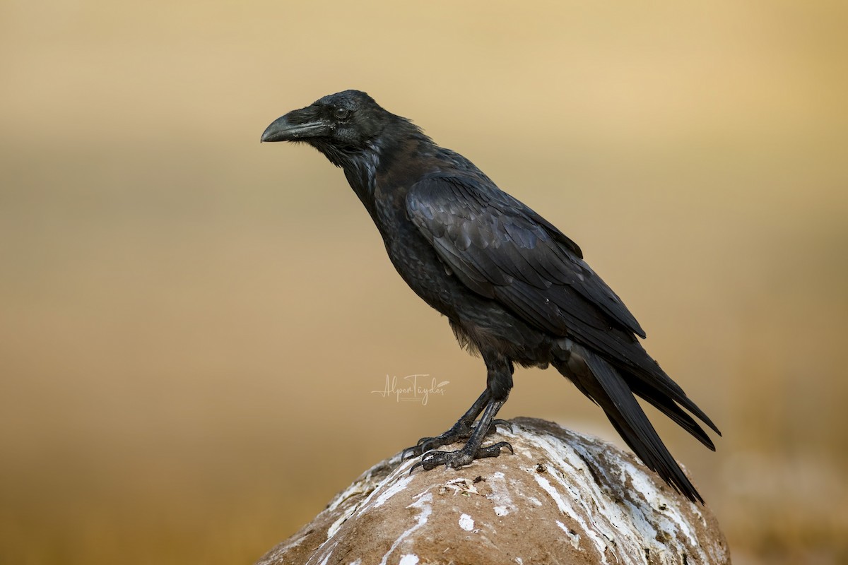 Common Raven - ML569537491