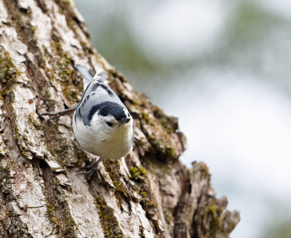White-breasted Nuthatch - ML569543541